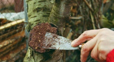 Pravidla pro používání zahradního laku a jak vařit doma